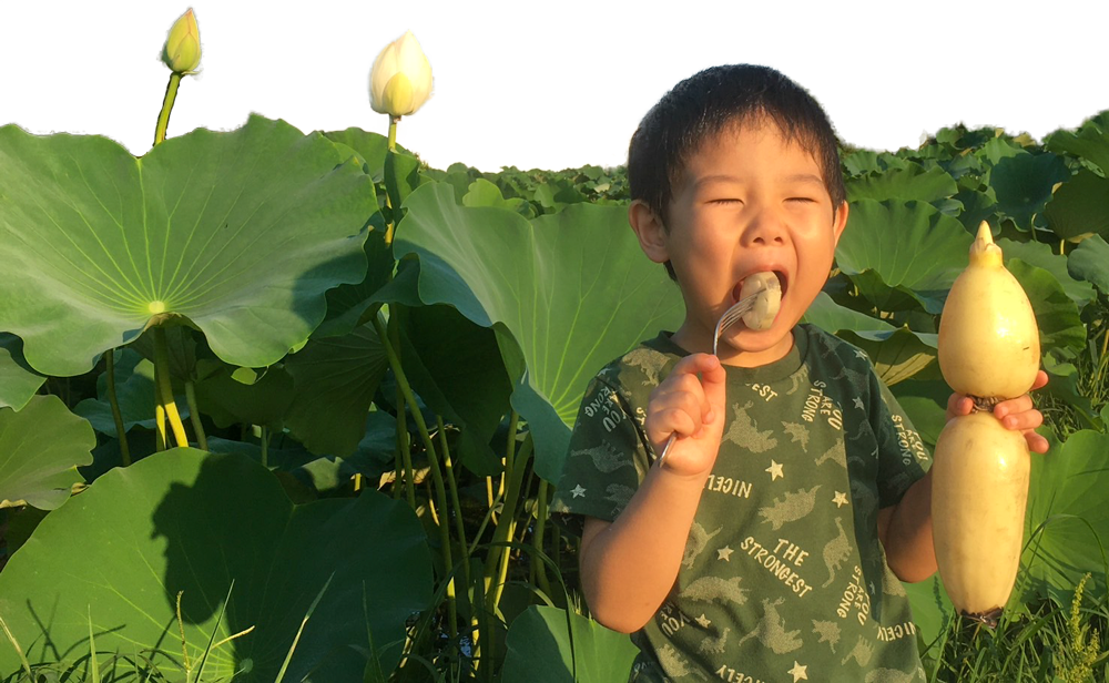 生で食べられるれんこん