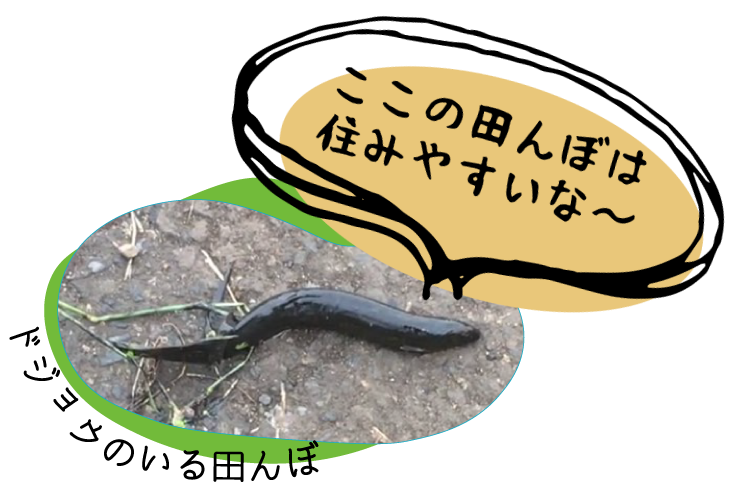 ドジョウのいる田んぼ